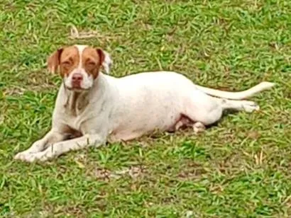 Cachorro raça SRD-ViraLata idade 2 a 6 meses nome filhotes