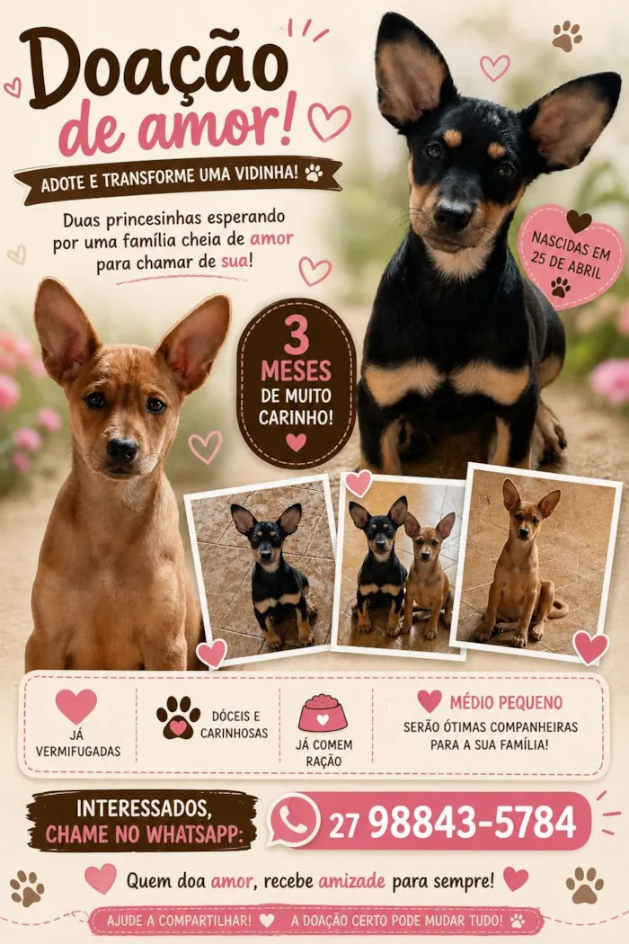 Cachorro raça SRD-ViraLata idade 7 a 11 meses nome não tem 