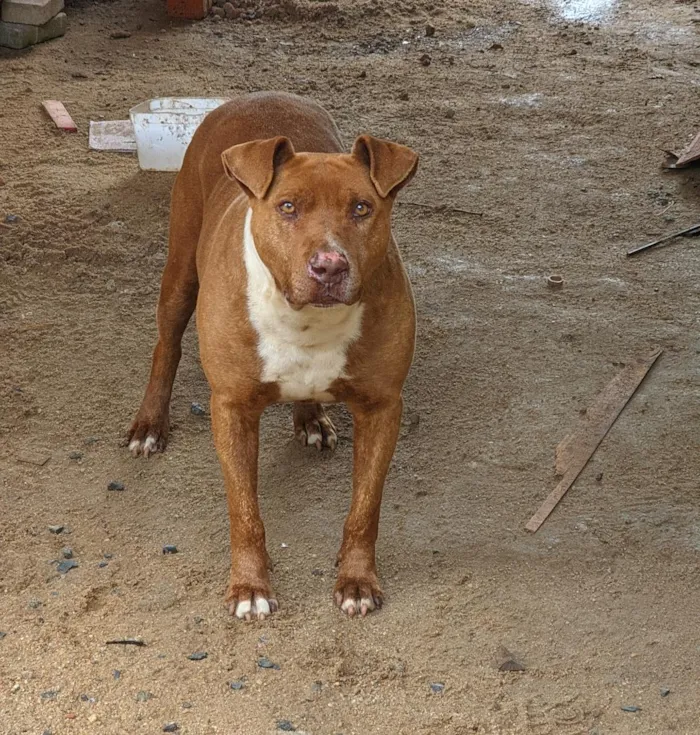Cachorro raça SRD-ViraLata idade 2 anos nome Lesse