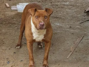 Cachorro raça SRD-ViraLata idade 2 anos nome Lesse