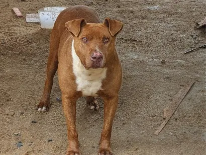 Cachorro raça SRD-ViraLata idade 2 anos nome Lesse