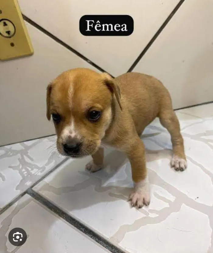 Cachorro raça SRD-ViraLata idade 2 a 6 meses nome sem nome 
