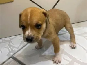 Cachorro raça SRD-ViraLata idade 2 a 6 meses nome sem nome 
