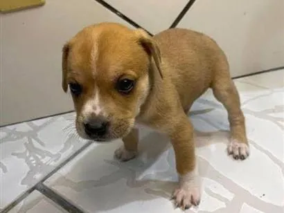 Cachorro raça SRD-ViraLata idade 2 a 6 meses nome sem nome 