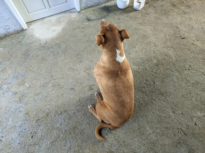 Cachorro raça SRD-ViraLata idade 2 anos nome Lesse