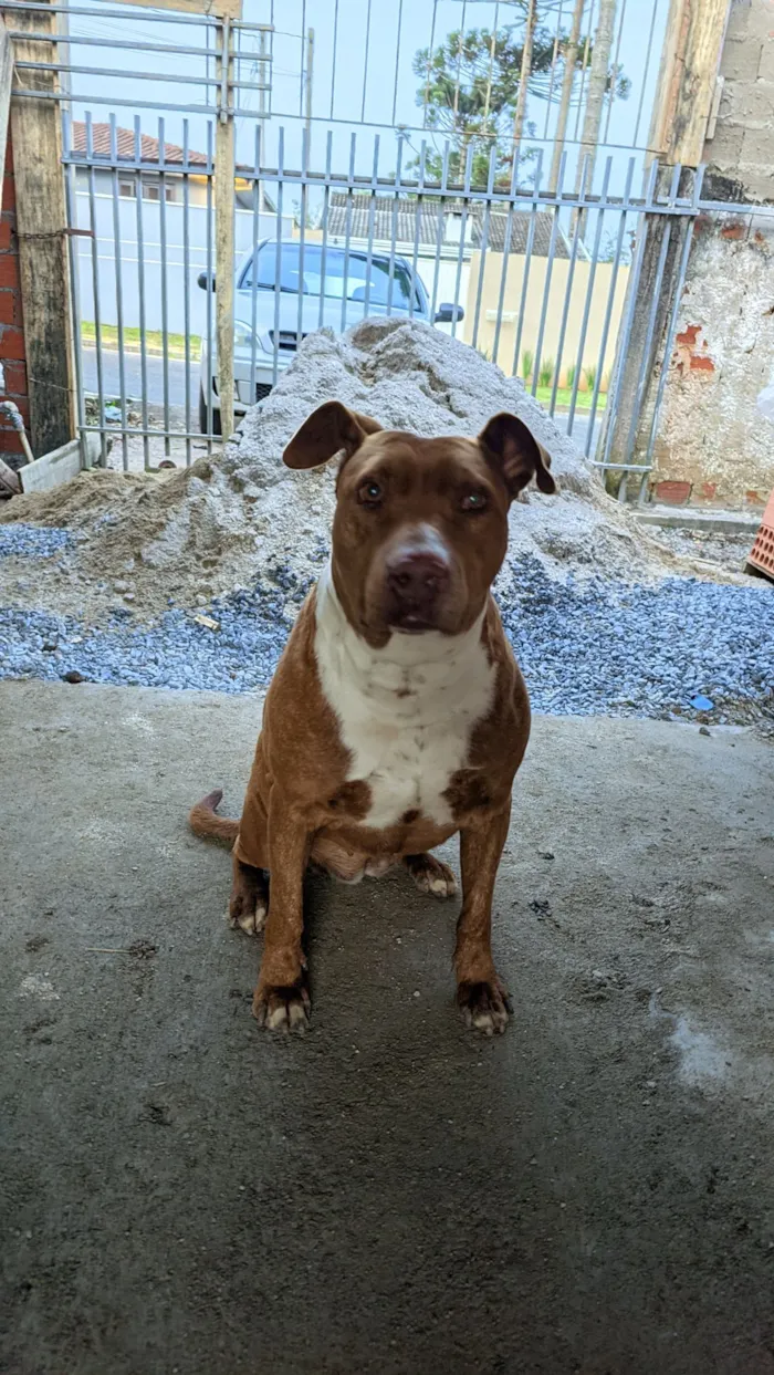 Cachorro raça SRD-ViraLata idade 2 anos nome Lesse