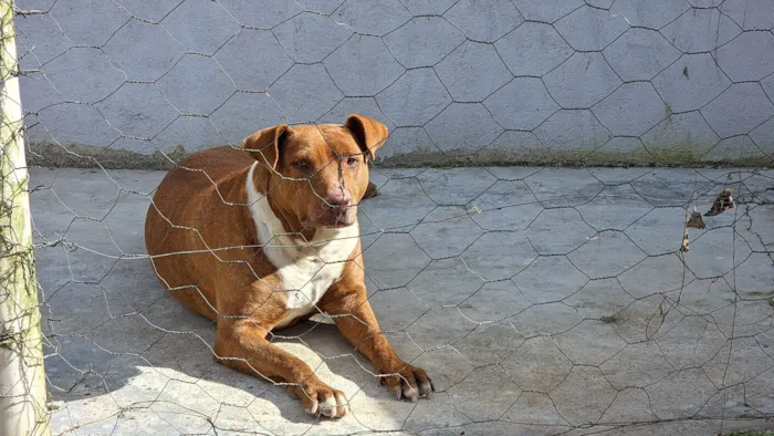 Cachorro raça SRD-ViraLata idade 2 anos nome Lesse