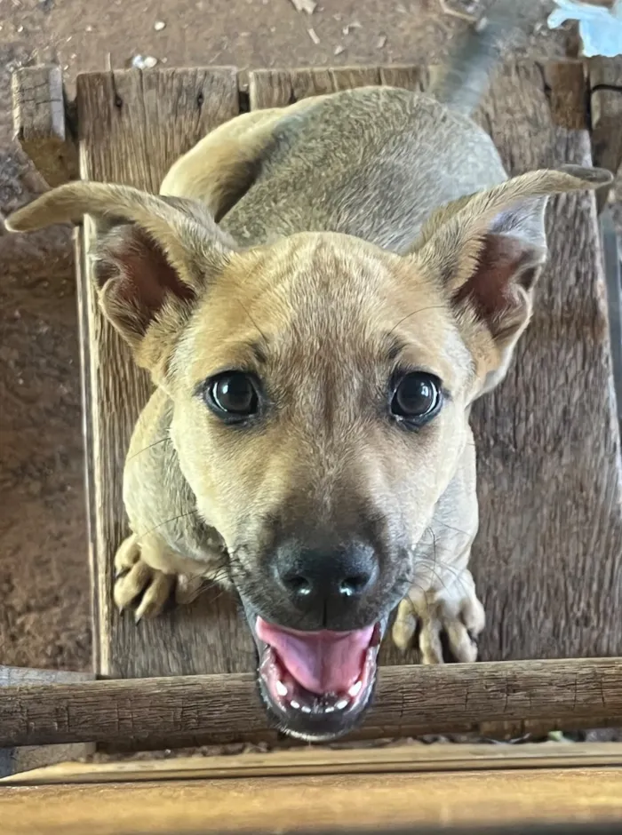 Cachorro raça SRD-ViraLata idade 2 a 6 meses nome Penelope