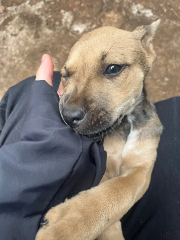 Cachorro raça SRD-ViraLata idade 2 a 6 meses nome Penelope
