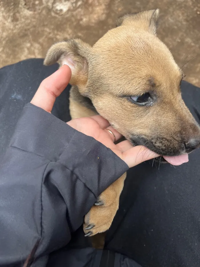 Cachorro raça SRD-ViraLata idade 2 a 6 meses nome Penelope
