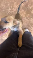 Penelope