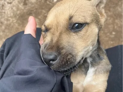 Cachorro raça SRD-ViraLata idade 2 a 6 meses nome Penelope