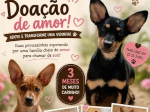 Cachorro raça SRD-ViraLata idade 7 a 11 meses nome não tem 