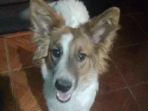 Cachorro raça SRD-ViraLata idade 7 a 11 meses nome Mel