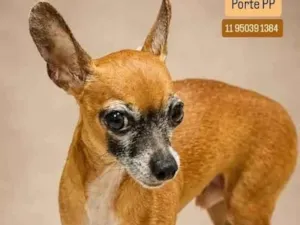 Cachorro raça Pinscher idade 6 ou mais anos nome Pitoco