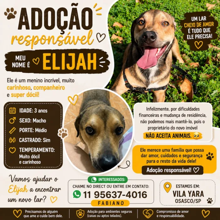 Cachorro raça SRD-ViraLata idade 3 anos nome Elijah