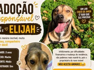 Cachorro raça SRD-ViraLata idade 3 anos nome Elijah