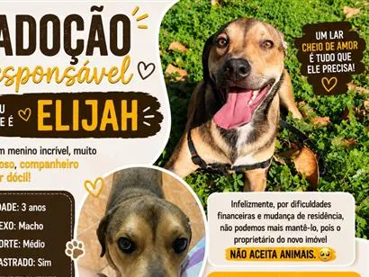 Cachorro raça SRD-ViraLata idade 3 anos nome Elijah