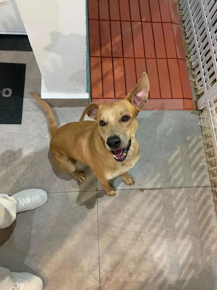 Cachorro raça SRD-ViraLata idade 3 anos nome Oscar Wilde