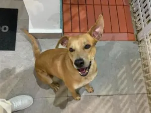 Cachorro raça SRD-ViraLata idade 3 anos nome Oscar Wilde