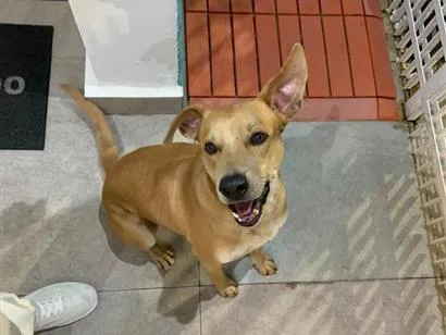 Cachorro raça SRD-ViraLata idade 3 anos nome Oscar Wilde