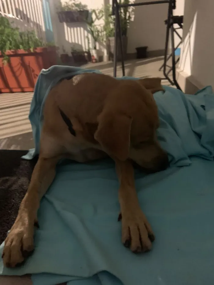 Cachorro raça SRD-ViraLata idade 3 anos nome Oscar Wilde