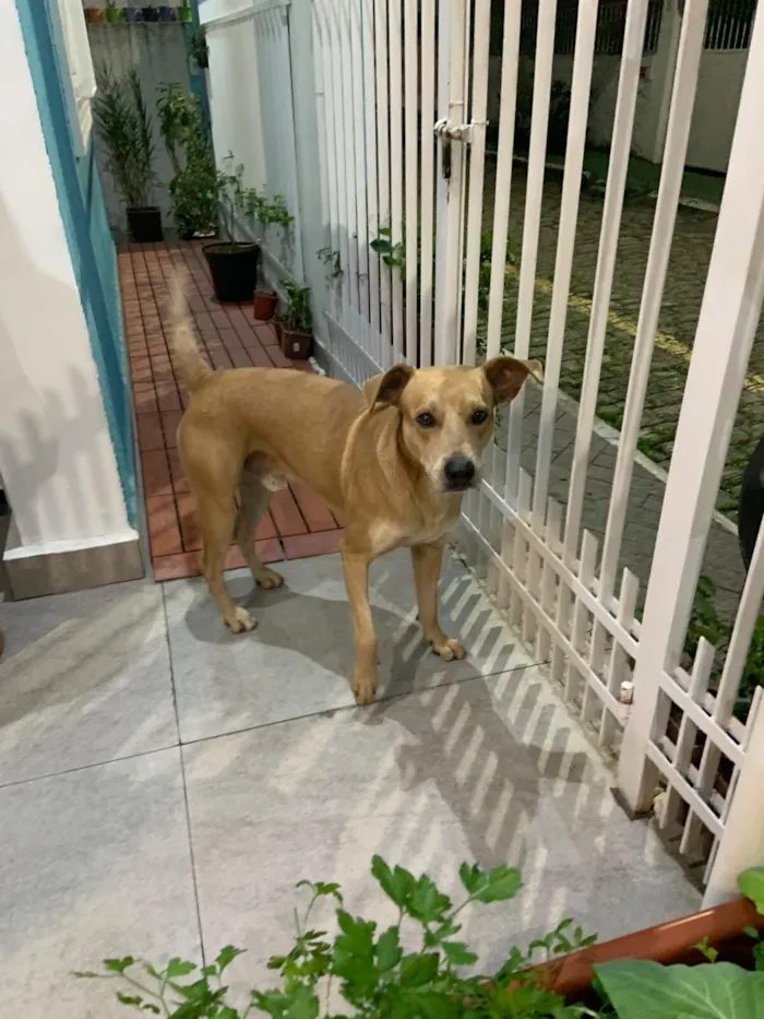 Cachorro raça SRD-ViraLata idade 3 anos nome Oscar Wilde