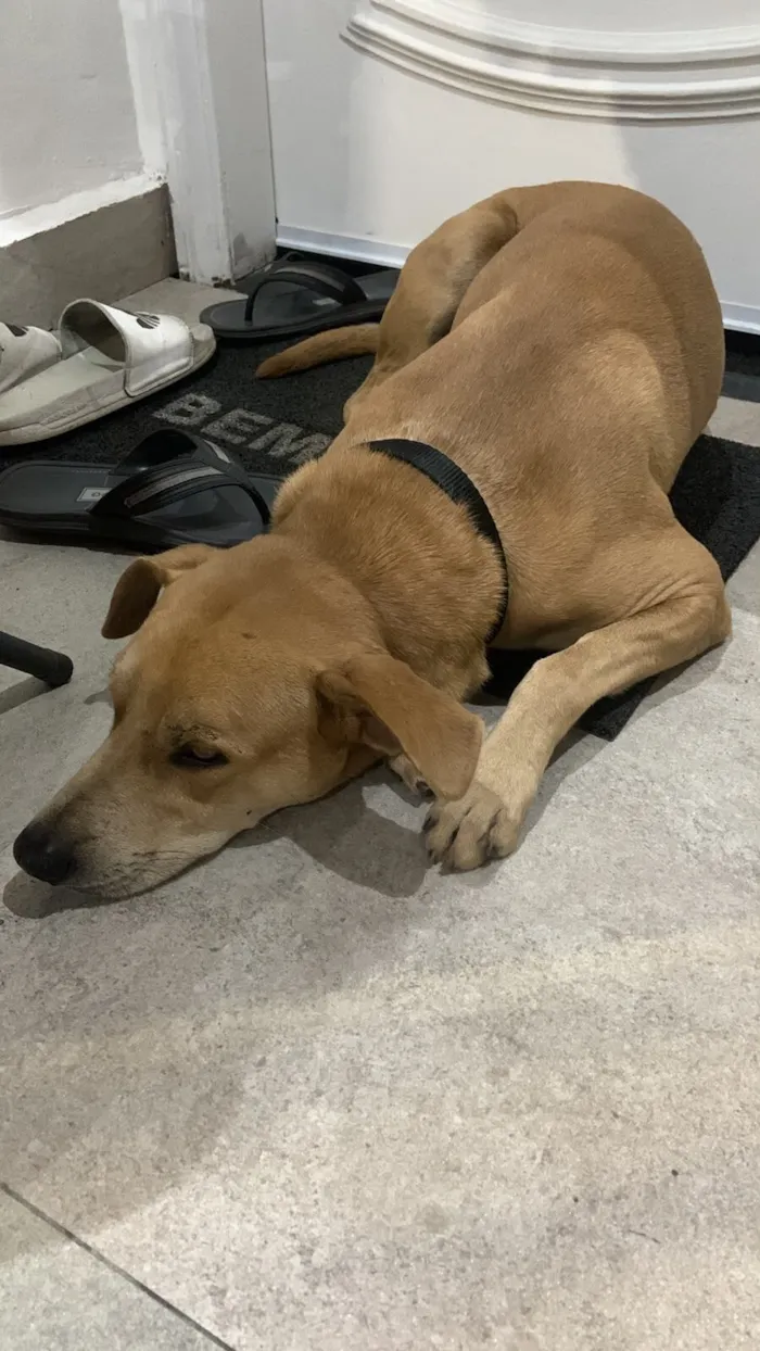 Cachorro raça SRD-ViraLata idade 3 anos nome Oscar Wilde