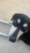 Penélope