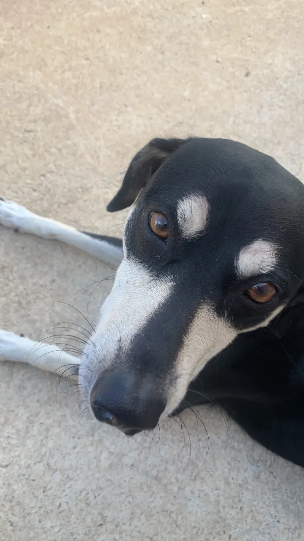 Cachorro raça SRD-ViraLata idade 2 anos nome Penélope