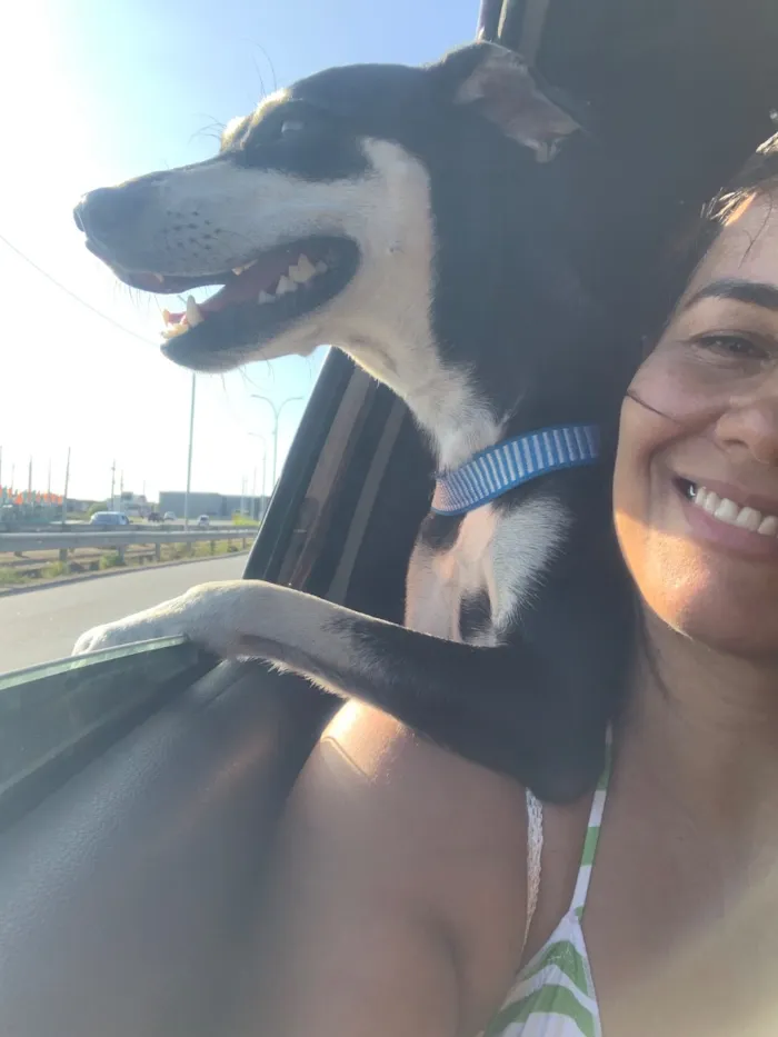 Cachorro raça SRD-ViraLata idade 2 anos nome Penélope