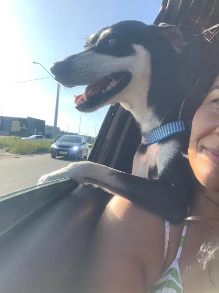 Cachorro raça SRD-ViraLata idade 2 anos nome Penélope