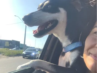 Cachorro raça SRD-ViraLata idade 2 anos nome Penélope
