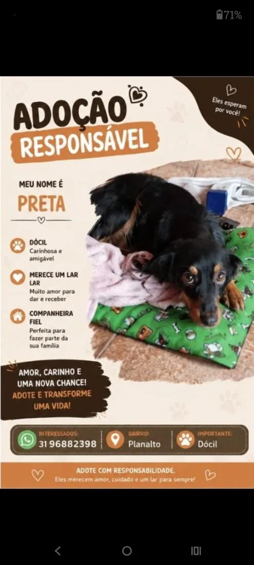 Cachorro raça SRD-ViraLata idade 6 ou mais anos nome Preta