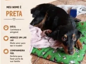 Cachorro raça SRD-ViraLata idade 6 ou mais anos nome Preta