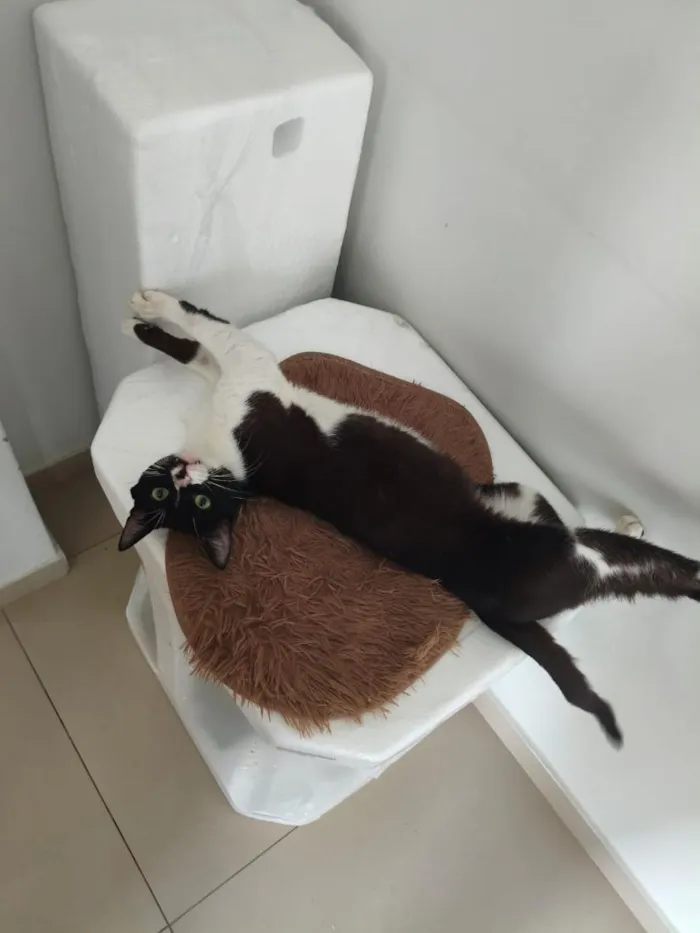 Gato raça SRD-ViraLata idade 1 ano nome .