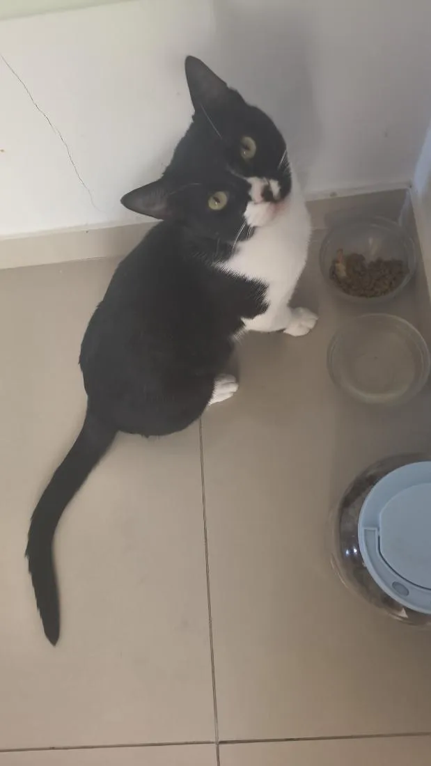 Gato raça SRD-ViraLata idade 1 ano nome .