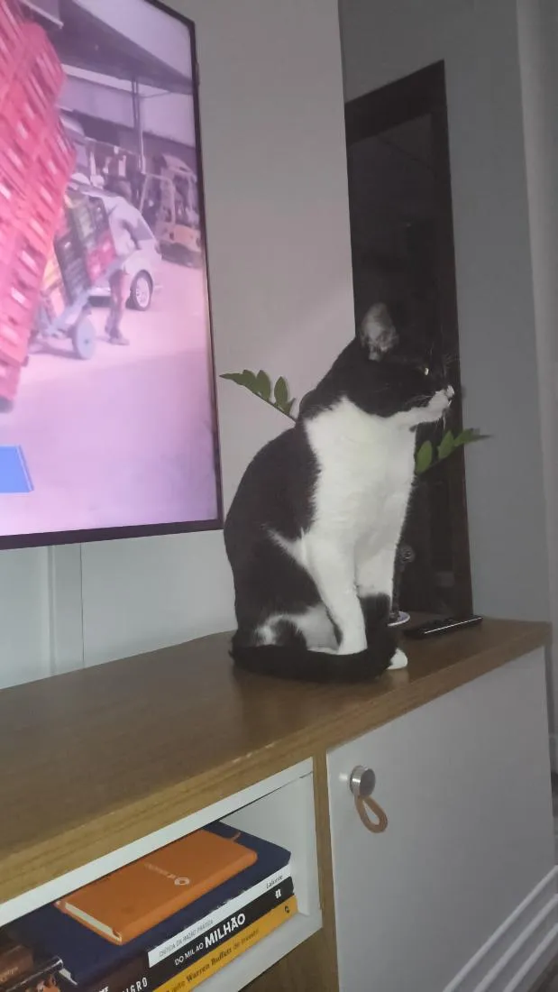 Gato raça SRD-ViraLata idade 1 ano nome .
