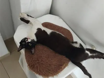 Gato raça SRD-ViraLata idade 1 ano nome .
