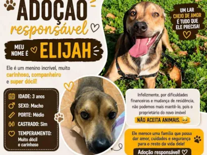 Cachorro raça SRD-ViraLata idade 3 anos nome Elijah