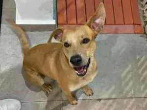 Cachorro raça SRD-ViraLata idade 3 anos nome Oscar Wilde