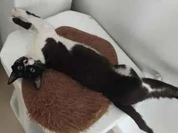Gato raça SRD-ViraLata idade 1 ano nome .