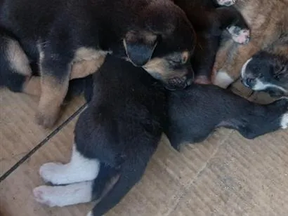 Cachorro raça SRD-ViraLata idade Abaixo de 2 meses nome não tem
