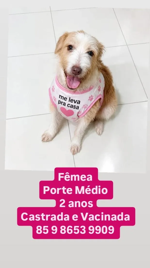 Cachorro raça SRD-ViraLata idade 2 anos nome Isis