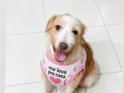 Cachorro raça SRD-ViraLata idade 2 anos nome Isis