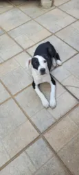 Apolo
