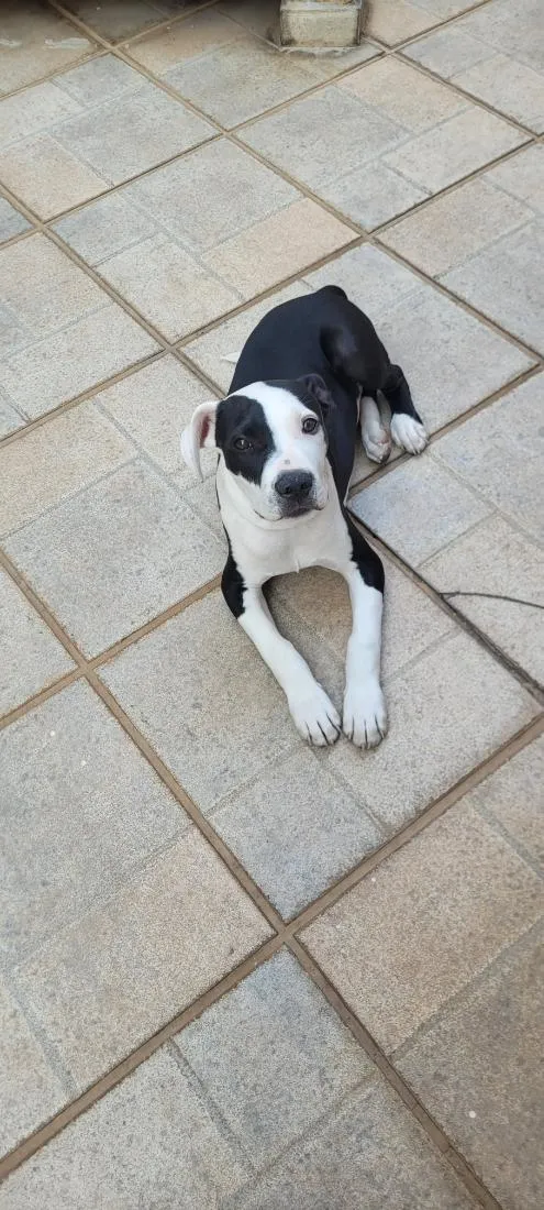 Cachorro raça Pit-Bull idade 1 ano nome Apolo