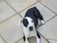Apolo