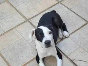 Cachorro raça Pit-Bull idade 1 ano nome Apolo