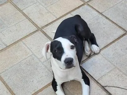 Cachorro raça Pit-Bull idade 1 ano nome Apolo